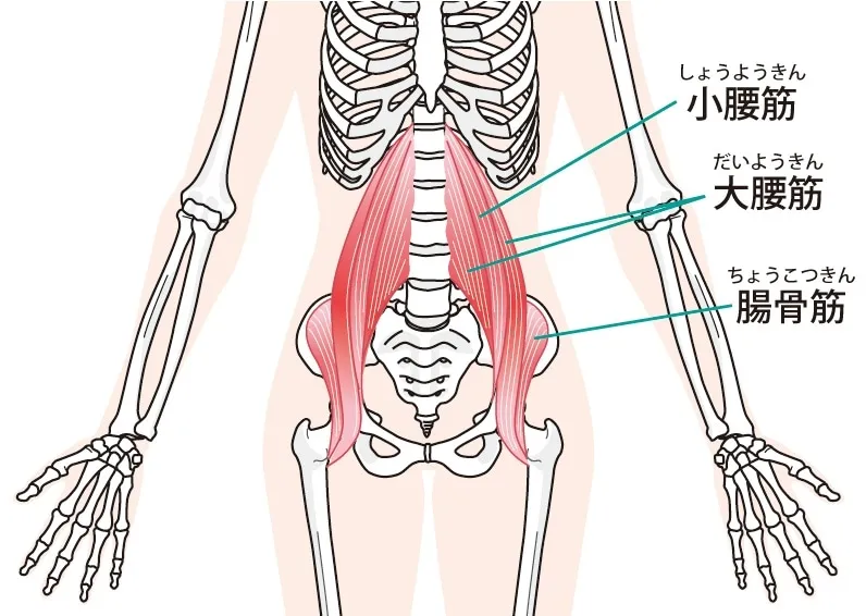 【実はここ】ダイエット停滞&猫背の原因“腸腰筋”を徹底解説