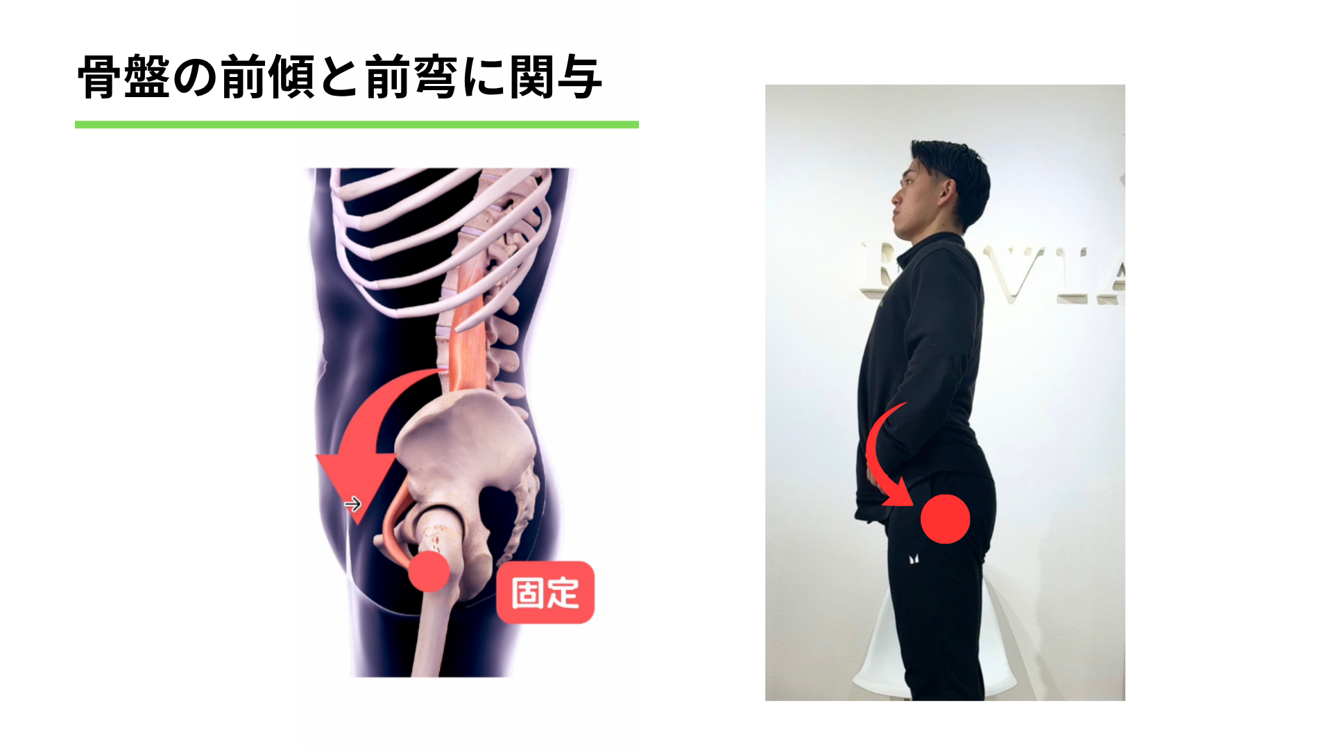 【実はここ】ダイエット停滞&猫背の原因“腸腰筋”を徹底解説